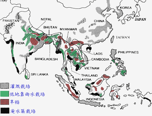 rice01.gif (30037 bytes)