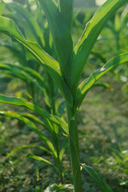 corn-3.jpg (34820 bytes)