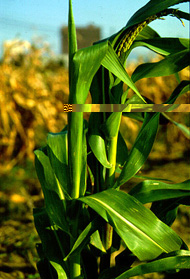 corn-5.jpg (47295 bytes)