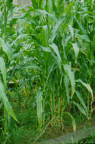 corn20.gif (54374 bytes)