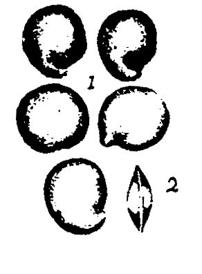 m2-1~2.gif (12803 bytes)