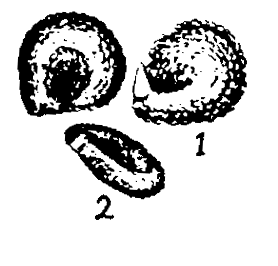 m5-1~2.gif (12567 bytes)