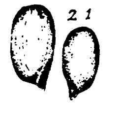m5-21.gif (8081 bytes)