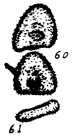 m5-60~61.gif (16643 bytes)